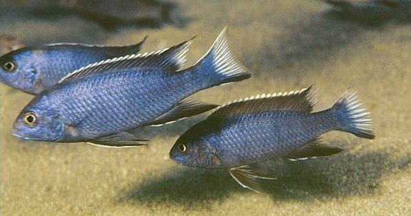 Pseudotropheus elegans 'Ngara'